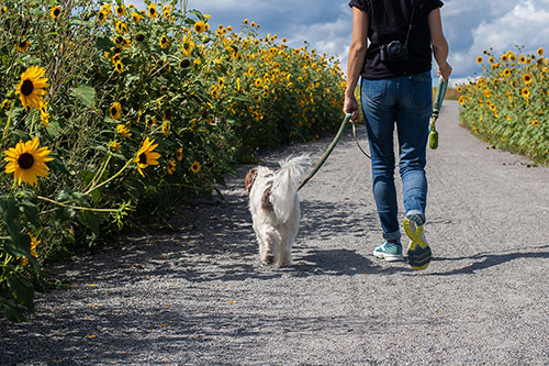 Alienor educateur comportementaliste canin Moselle